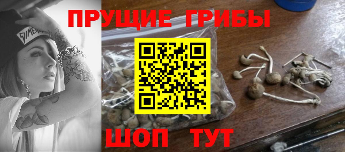 Амурск  Псилоцибиновые грибы Psilocybine cubensis  Вход с VPN  Псилоцибиновые грибы Cubensis 